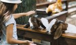 close-up-girl-patting-goats-barn