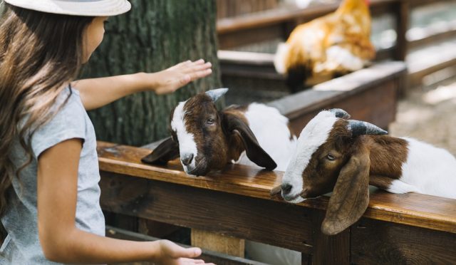 close-up-girl-patting-goats-barn